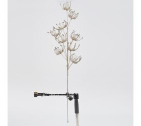 Konár daucus šampáň 70cm