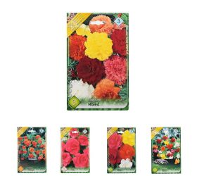 Begonia mix cibuľka