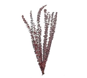 Eucalyptus sušina hnedá