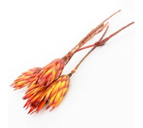 T093 repens red /5ks/ 40cm protea