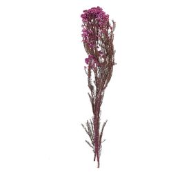 Ozothamnus sušina fialová