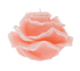 Ruža elizabeth veľ.ružová 12x8