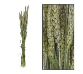 Triticum nature zv.silver 70x10x5cm