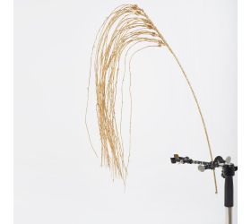Konár vŕba previslá zlatá 110cm