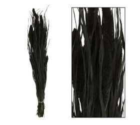 Setaria sušená zv.čiern 66x15x6cm