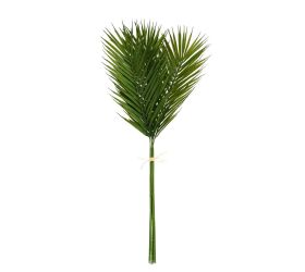 Zeleň phoenix zväzok x6 75cm