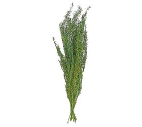 Asparagus sušina zelený