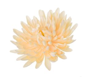 Hlava chryzantéma sv.marhuľová 15cm bal:12ks