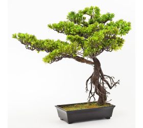 Bonsaj v kvetináči 60cm