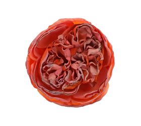 Hlava ruža anglická oranžová 7cm