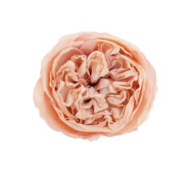 Hlava ruža anglická ružová 7cm