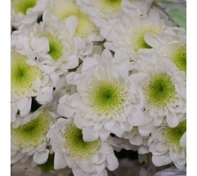 Chryz.euro biela/ ks