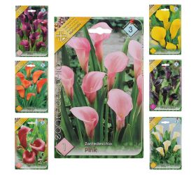 Zantedeschia mix