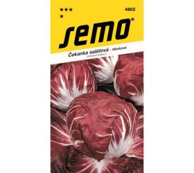 Čakanka šalátová anna/palla rossa 50s