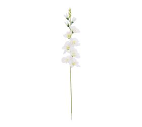 Ks gladiola biela 75cm