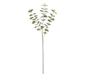 Ks eucalyptus cinerea zeleno-sivý 83cm