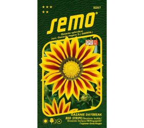 Gazánia lesklá daybreak red stripe 15s