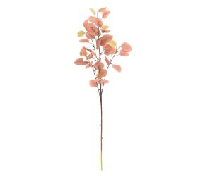 Zeleň eucalyptus populus hnedý 90cm