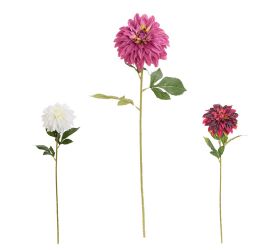 Ks dalia mix/3f 70cm