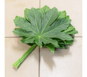 Aralia velká 60-70cm /zv