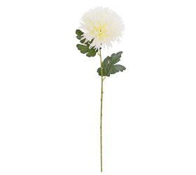 Ks chryzantéma krémová 55cm