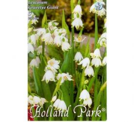 Leucojum gravetye giant