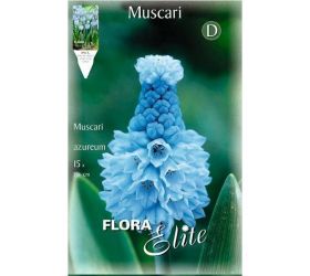 Muscari touch of snow,azureum