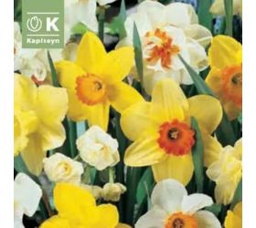 Narcis mix farieb landscape bag 50ks