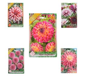 Dahlia mix