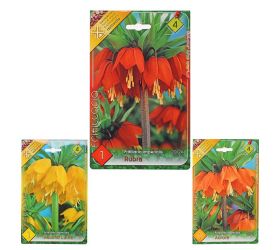 Fritillaria imp. mix