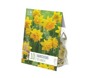 Narcis bot.double tete 10ks