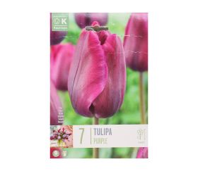 Tulipán purple 7ks