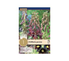 Fritillaria persica 1ks