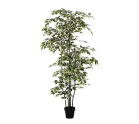 Fikus v plast.kvetináči 210cm