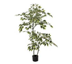 Fikus v plast.kvetináči zel/bie. 150cm