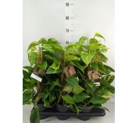 Scindapsus mosstok 15/50cm