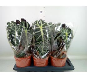 Alocasia polly 17/45cm