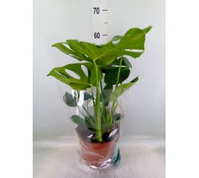 Monstera deliciosa 21/75cm