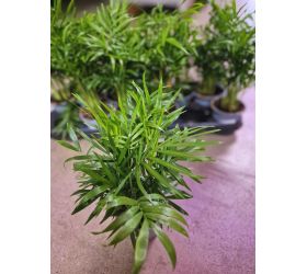 Chamaedorea elegans 9/30-40cm