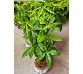 Pachira aquatica 17/75cm
