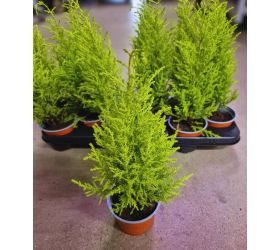 Cupressus goldcrest wilma 10/40cm