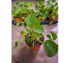Pilea peperomoides 13/20cm