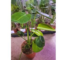 Monstera deliciosa 12/30cm