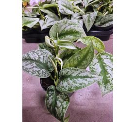 Scindapsus trebie 12/30cm