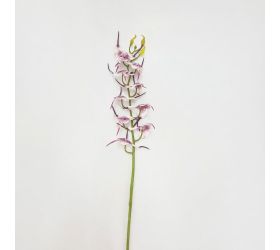 Ks orchidea fialová -opičia tvár 92cm