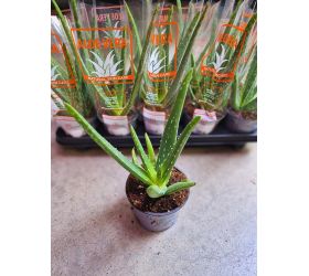 Aloe vera 12