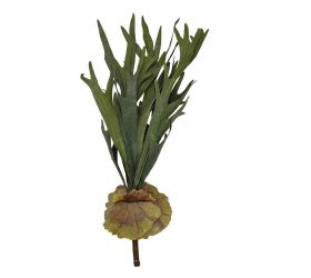 Zápich parožnatka/platycerium zelená 71cm