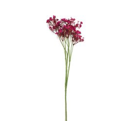 Ks waxflower bord-červený 70cm
