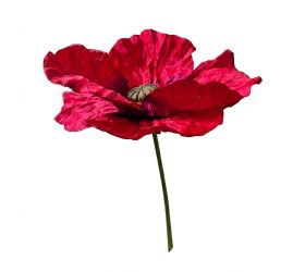 Papaver červený xxl 55/100cm