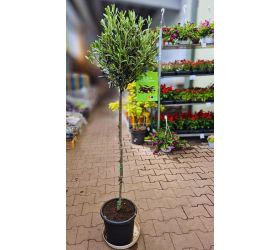 Olea europea 24/140cm